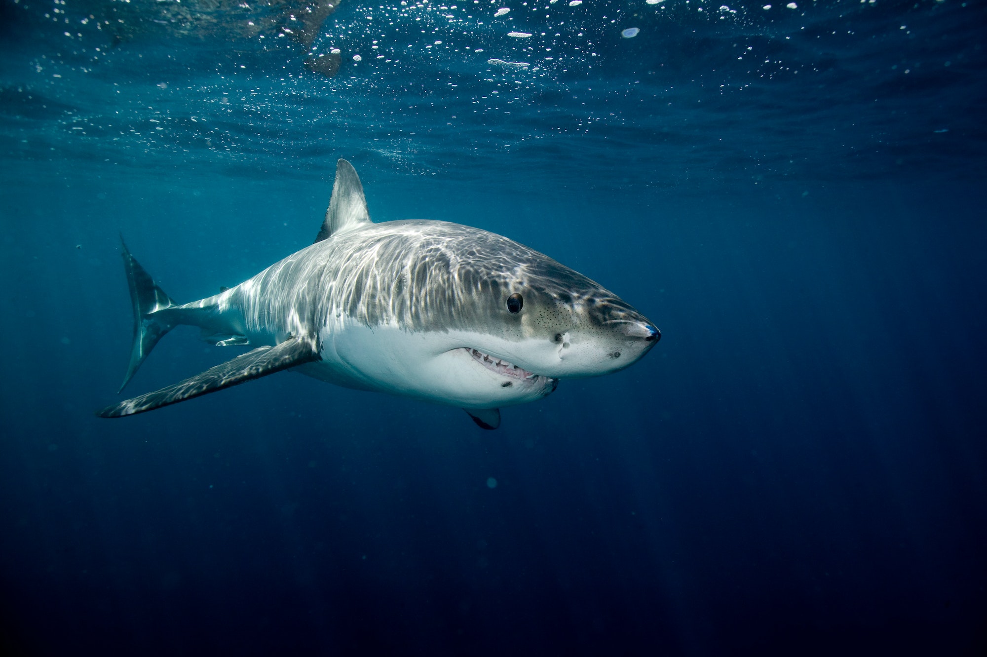 Great white shark.